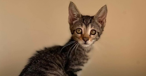 Egypt, a male kitten up for adoption