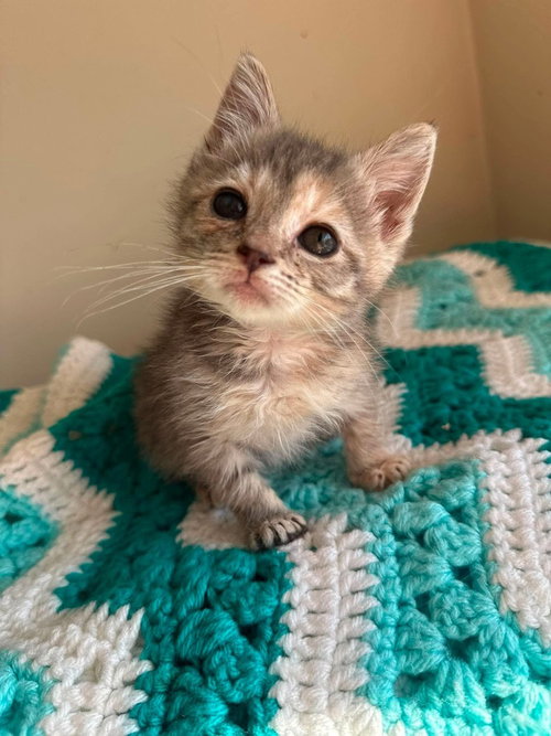 Dolly, a female kitten up for adoption