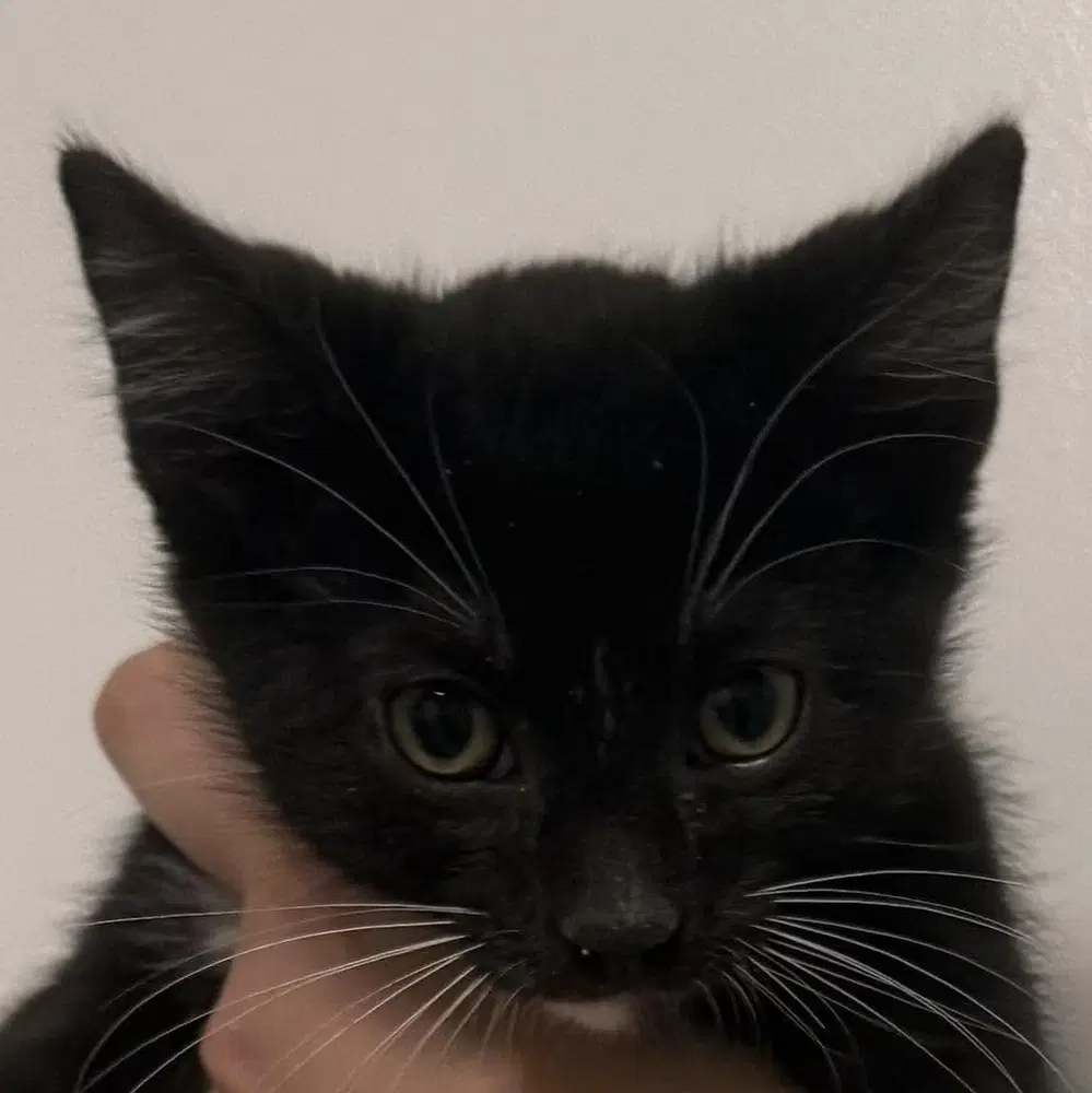 Ash - Domestic Short Hair