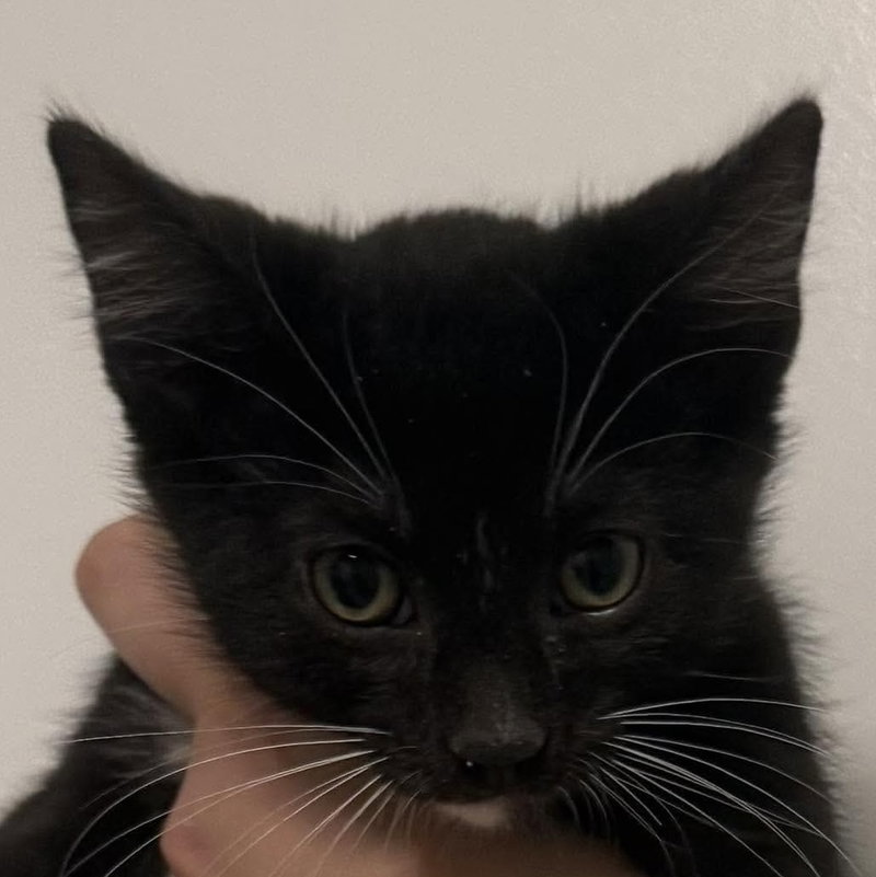 Ash, a male kitten up for adoption