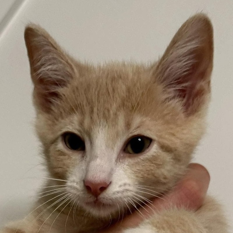 Aspen, a male kitten up for adoption