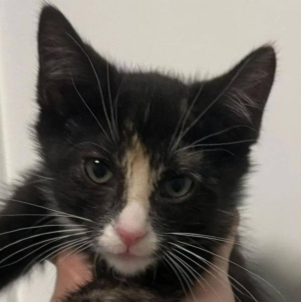 Willow - Domestic Short Hair