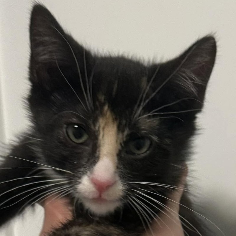 Willow, a female kitten up for adoption
