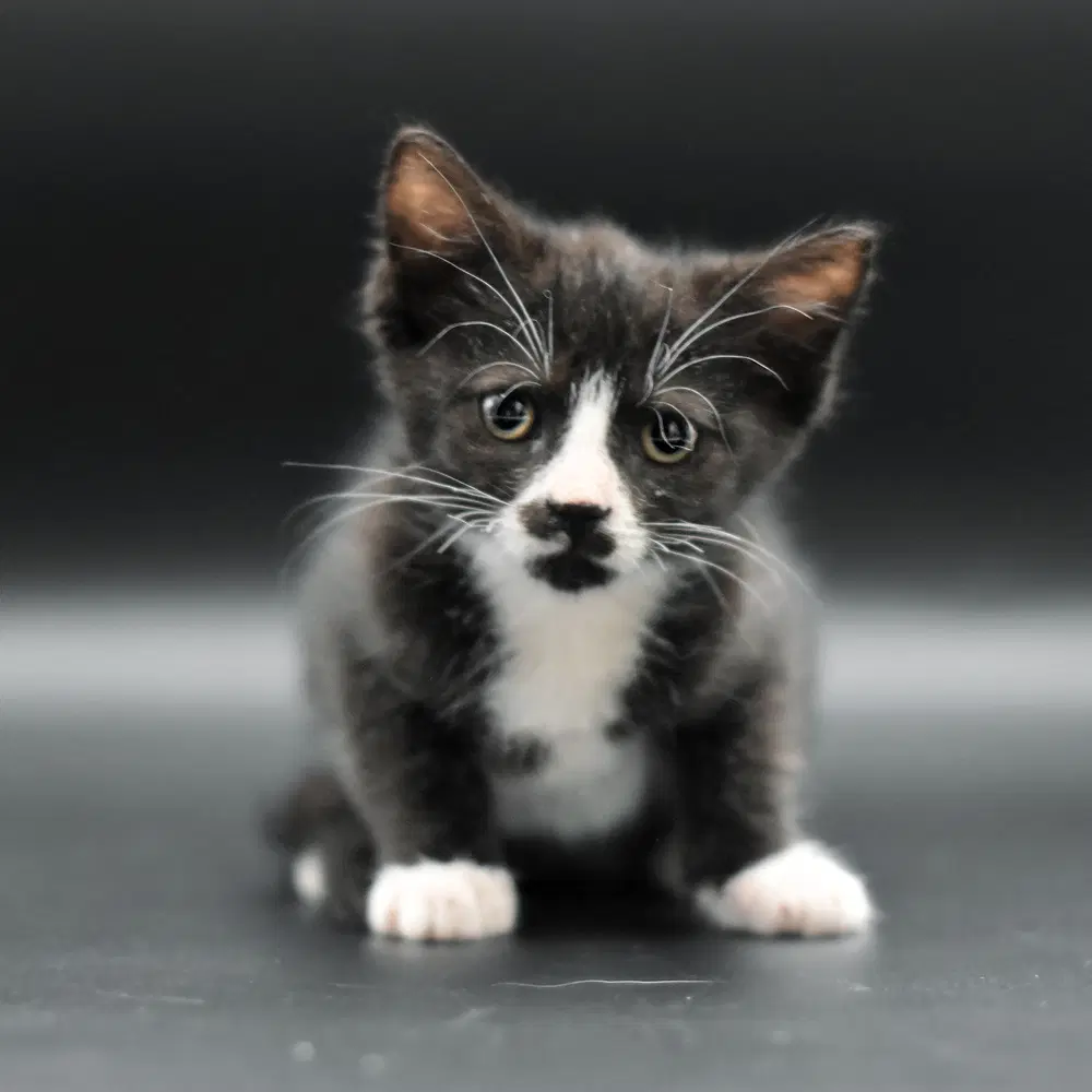Topaz - Domestic Short Hair
