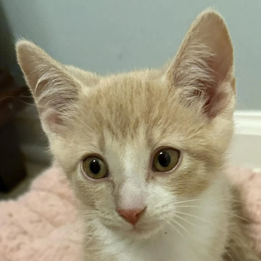 Koa