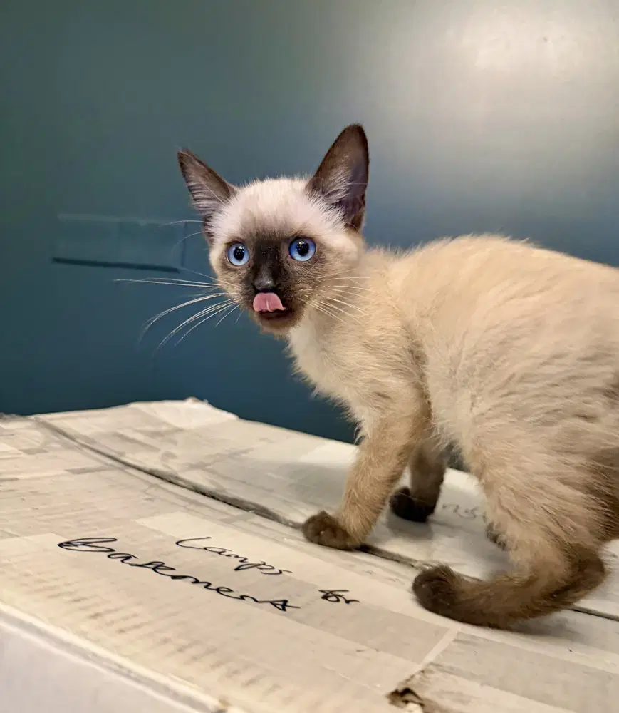 Meow - Siamese
