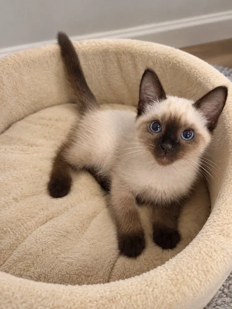 Meow image 3
