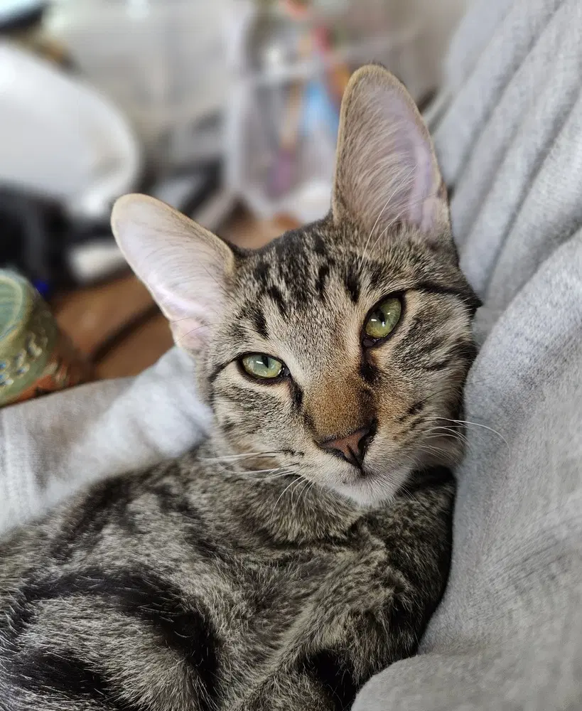 Callooh - Domestic Short Hair
