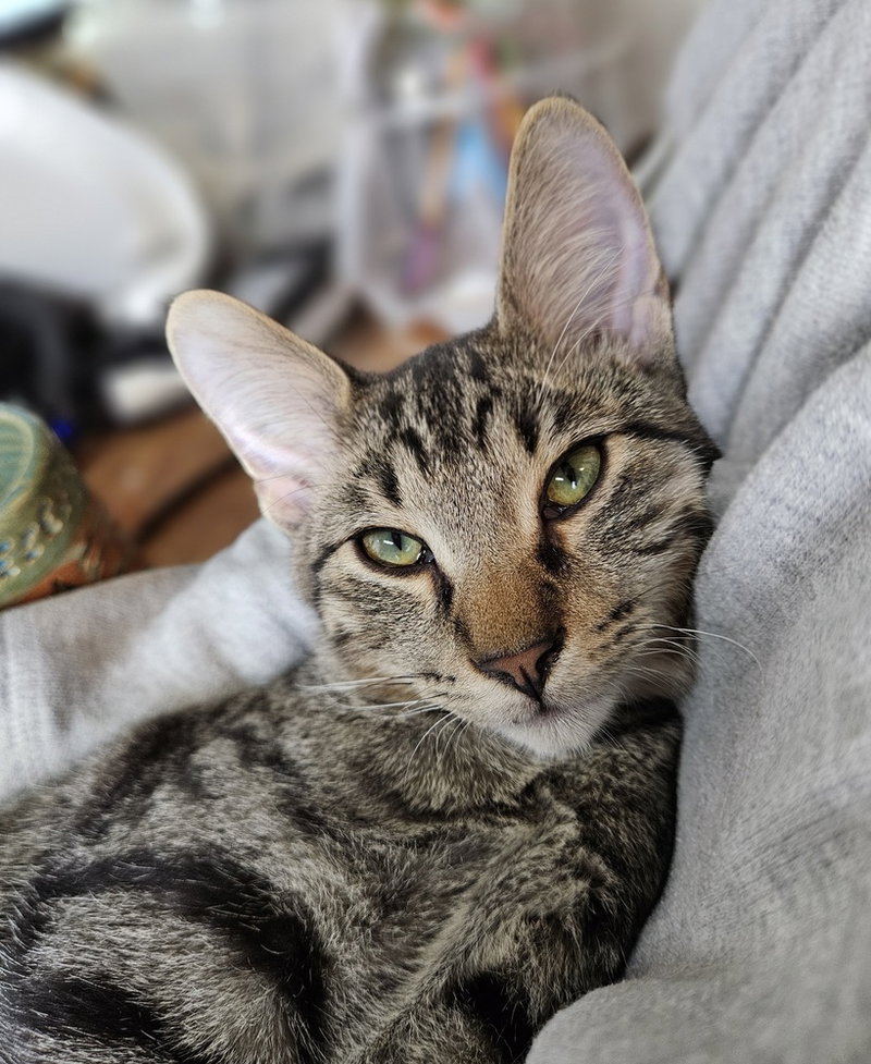 Callooh, a young male cat up for adoption