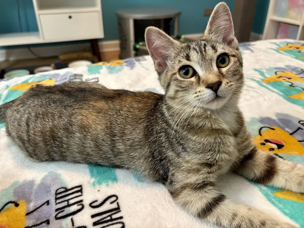 Water Lily Sock Hop - Domestic Short Hair