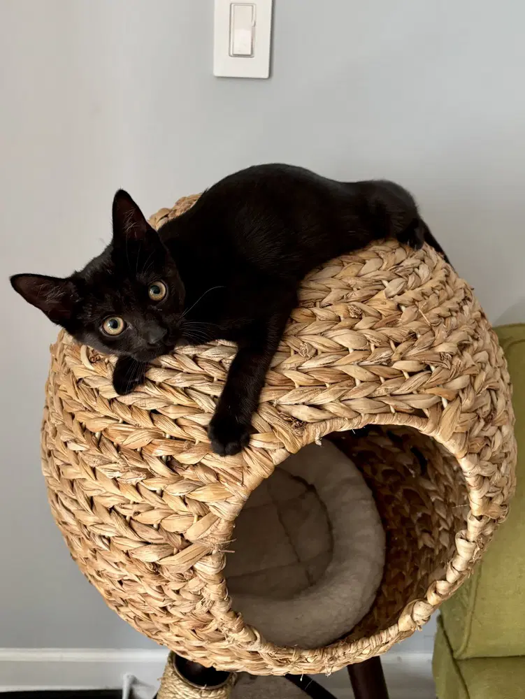 Lotus Mashed Potato - Domestic Short Hair