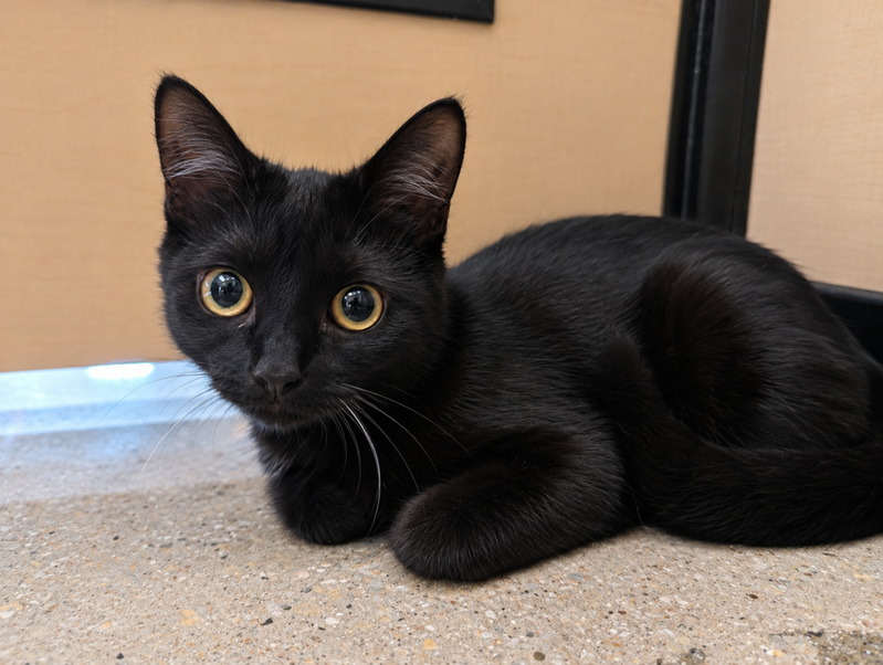 Harriet, a female kitten up for adoption