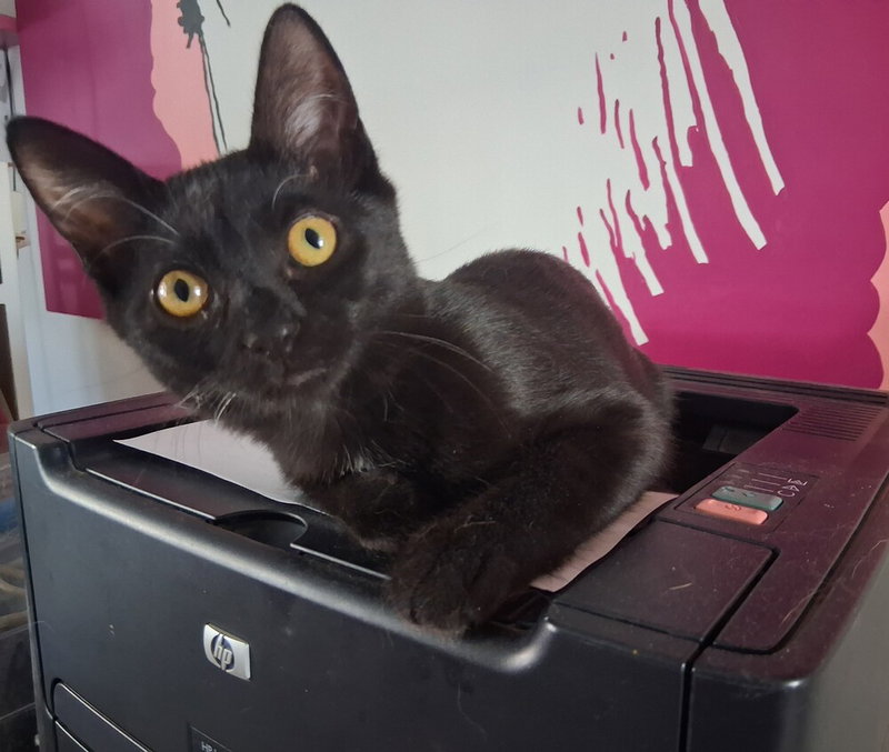 Harriet, photo 2