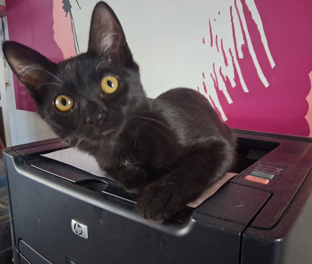 Harriet, photo 2