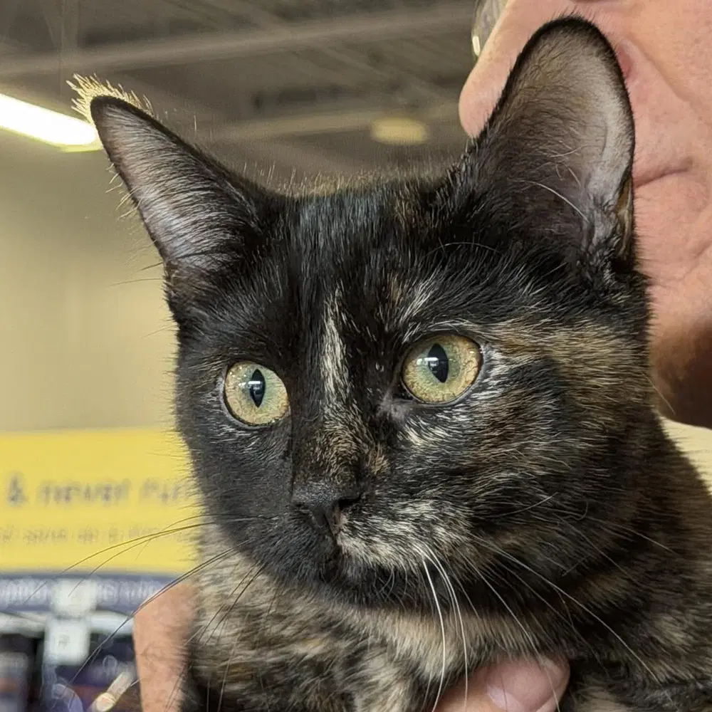 Aurora - Domestic Short Hair