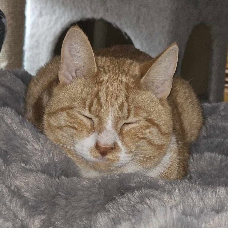 Biscuit, photo 2