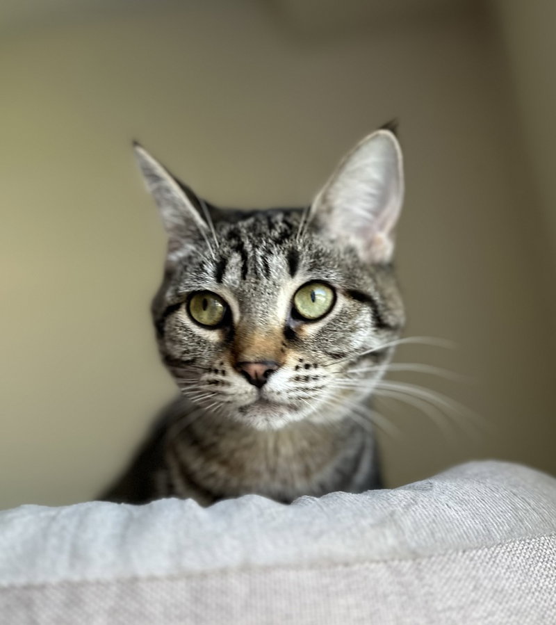 Bonnie, a young female cat up for adoption