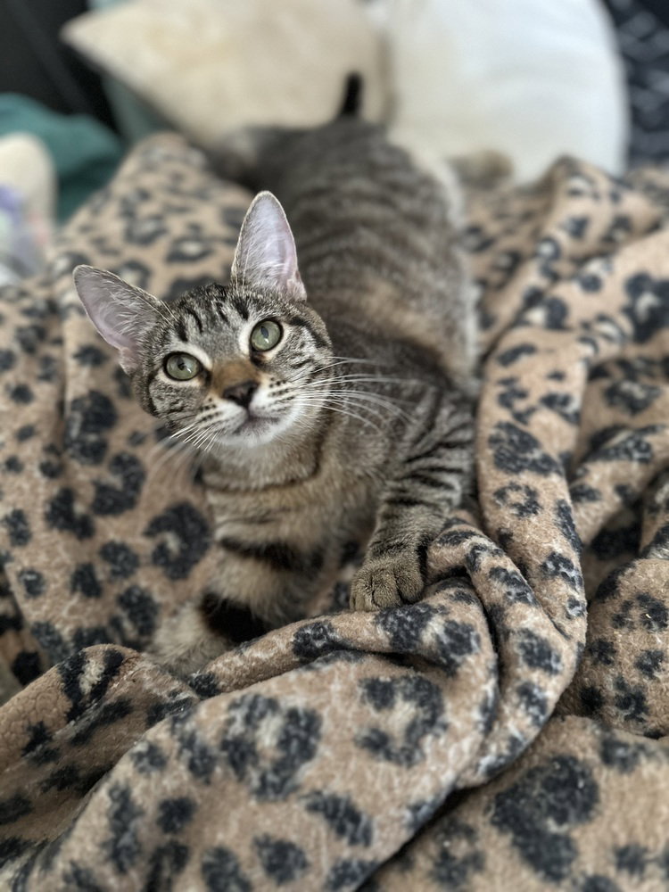 Bonnie, photo 3