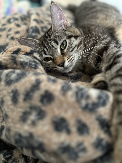 Bonnie, photo 4