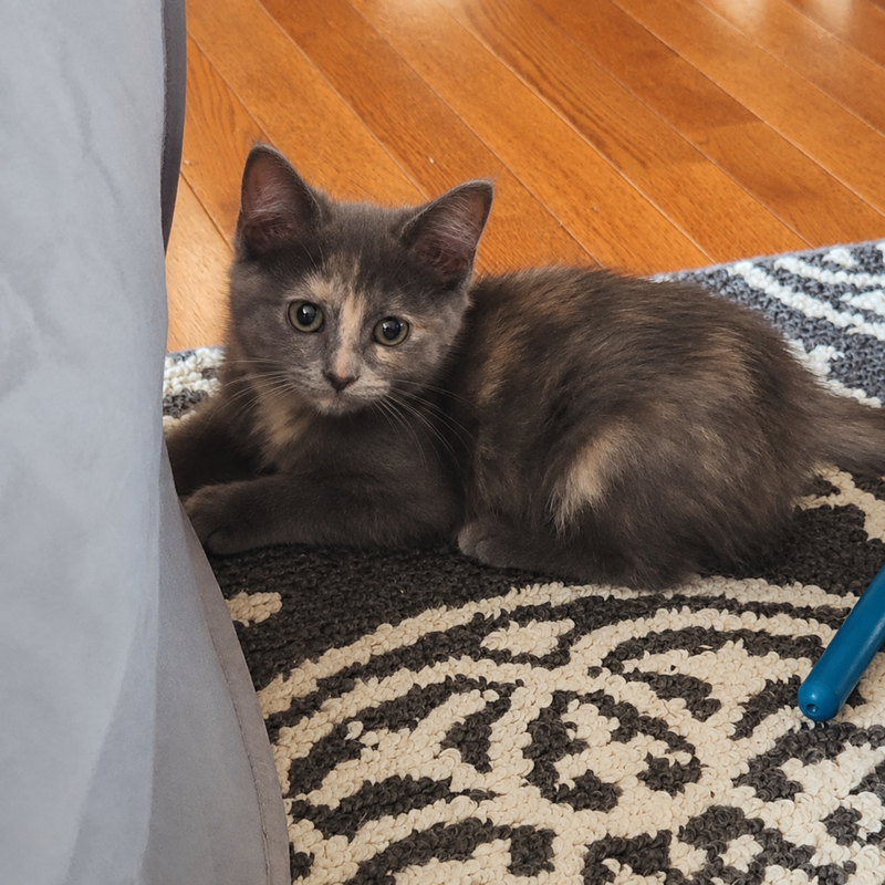 Rosie, a female kitten up for adoption