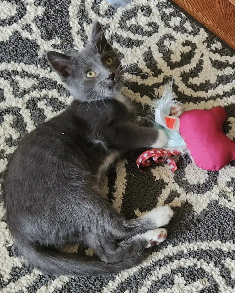 Knuckles - Domestic Short Hair