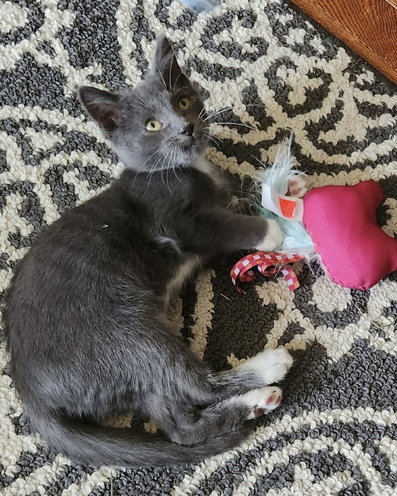 Knuckles, a male kitten up for adoption