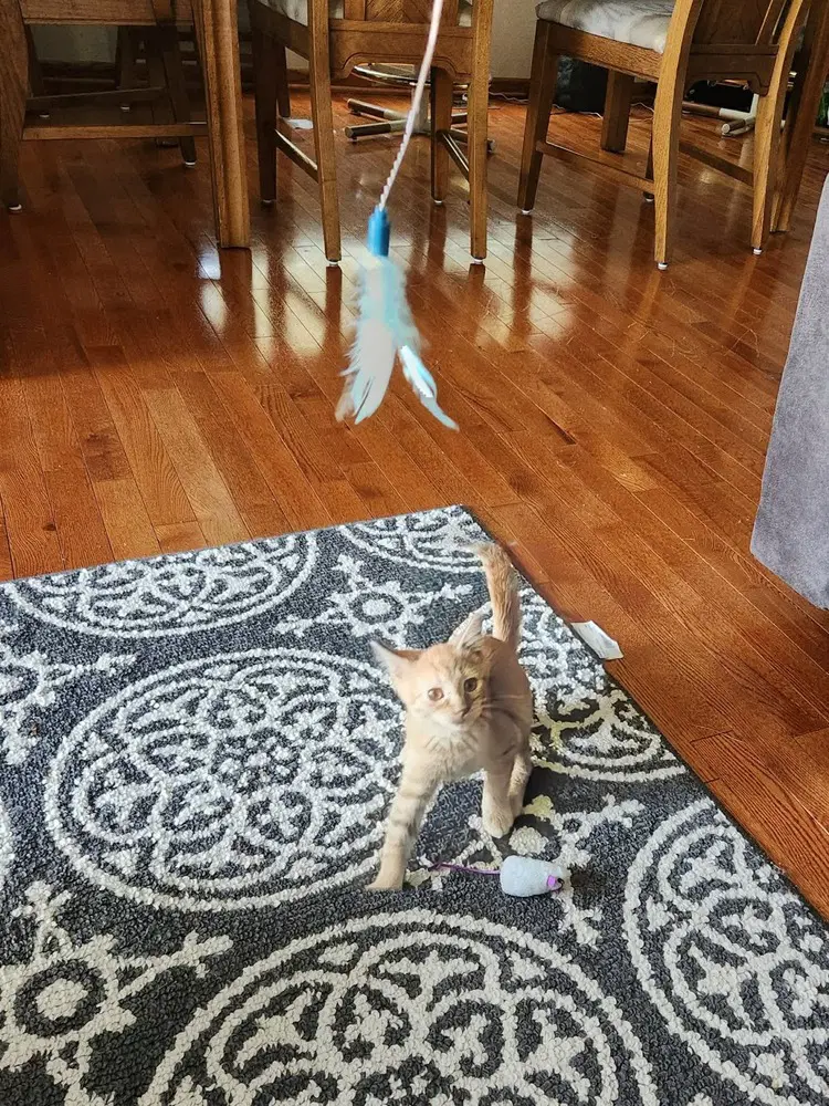 Tails image 4