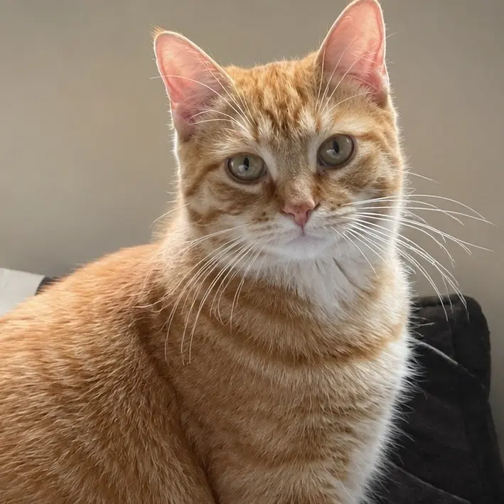 Maverick - Domestic Medium Hair