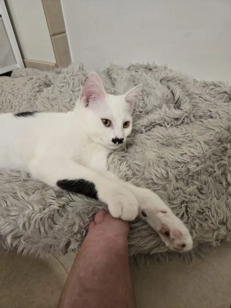 Charlie image 3