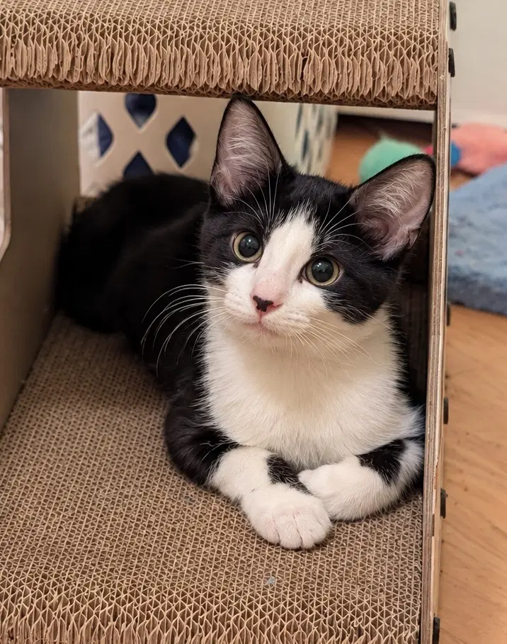 Guppy - Domestic Short Hair