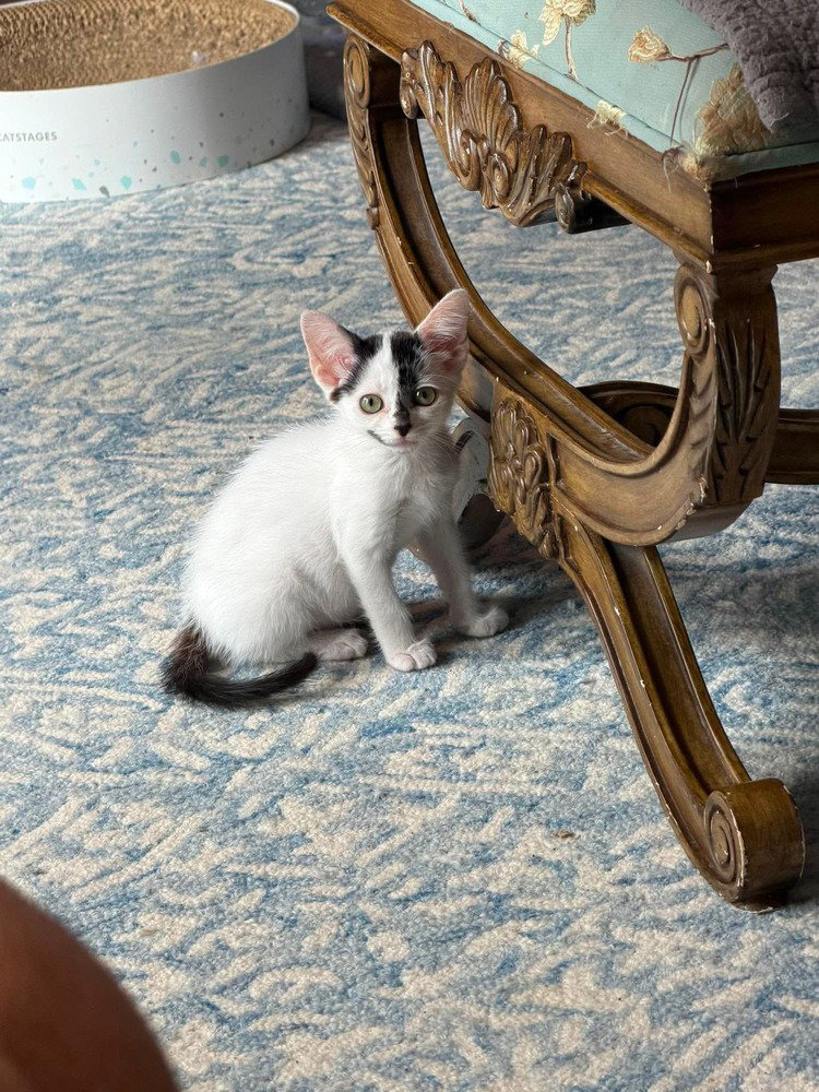 Ginger, photo 3