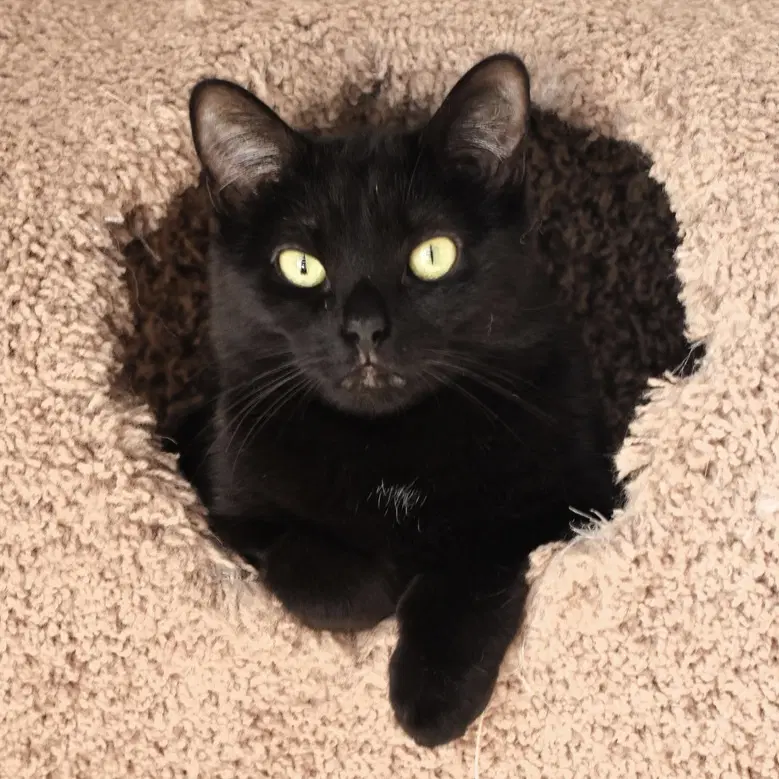 Violet - Domestic Short Hair