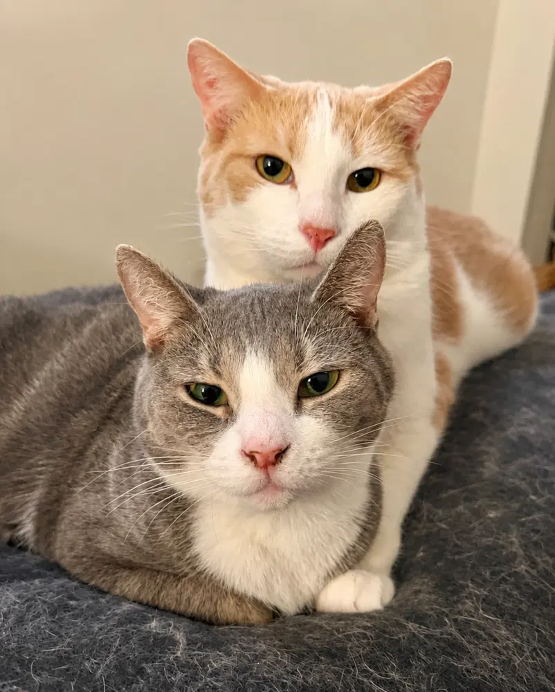 Marinara - Domestic Short Hair
