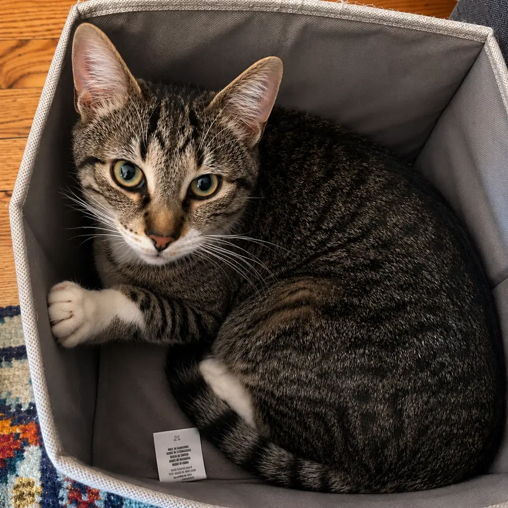 Rainbow Dash - Domestic Short Hair
