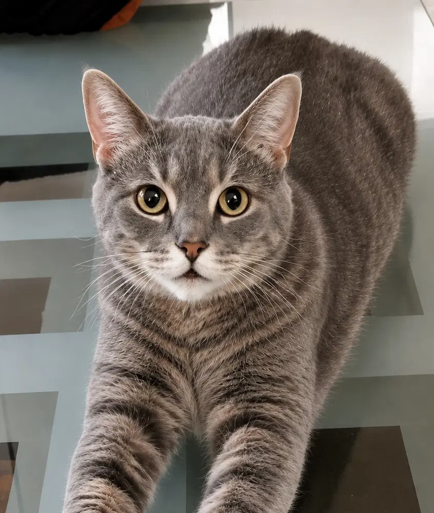 Raya - Domestic Short Hair