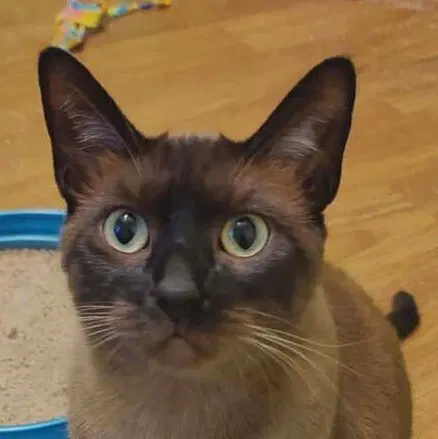 Ms Kitty - Burmese