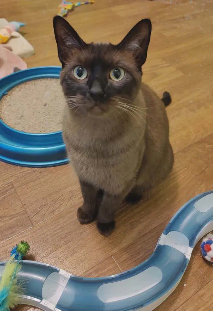 Ms Kitty image 2