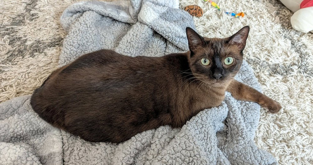 Ms Kitty, photo 3