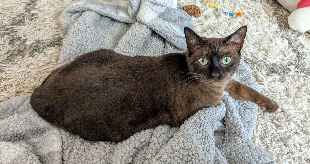 Ms Kitty image 3