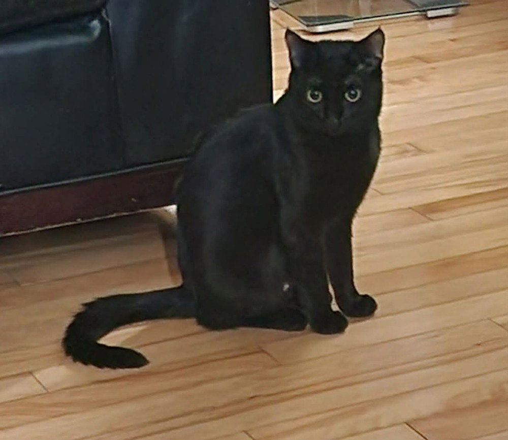 Shuri (aka Goose), photo 3