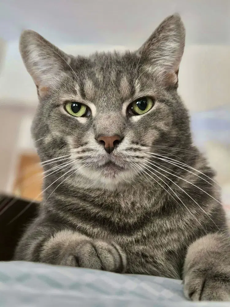 Finn image 3