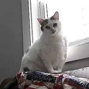 Kitty image 2