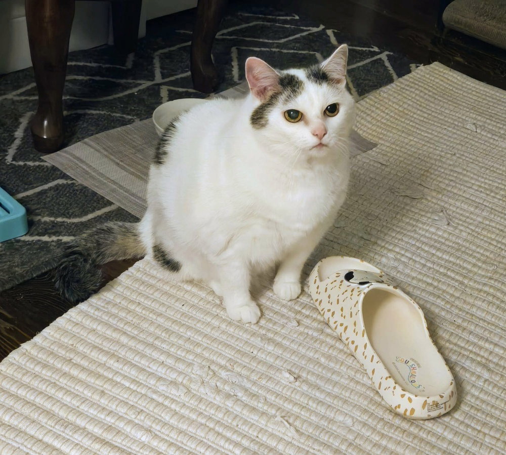 Kitty, photo 4