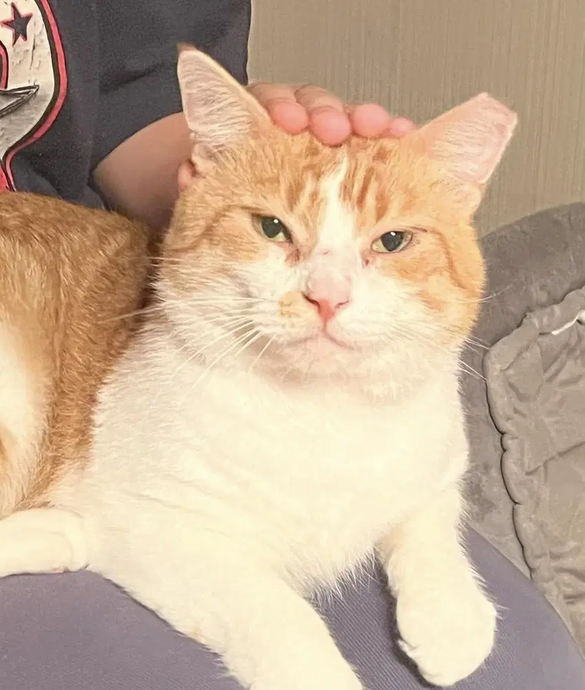 Seor Chester - Domestic Short Hair