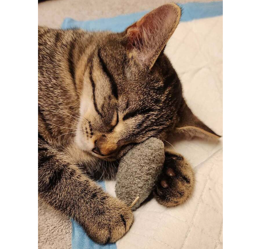 Scooter (aka Rascal), photo 3