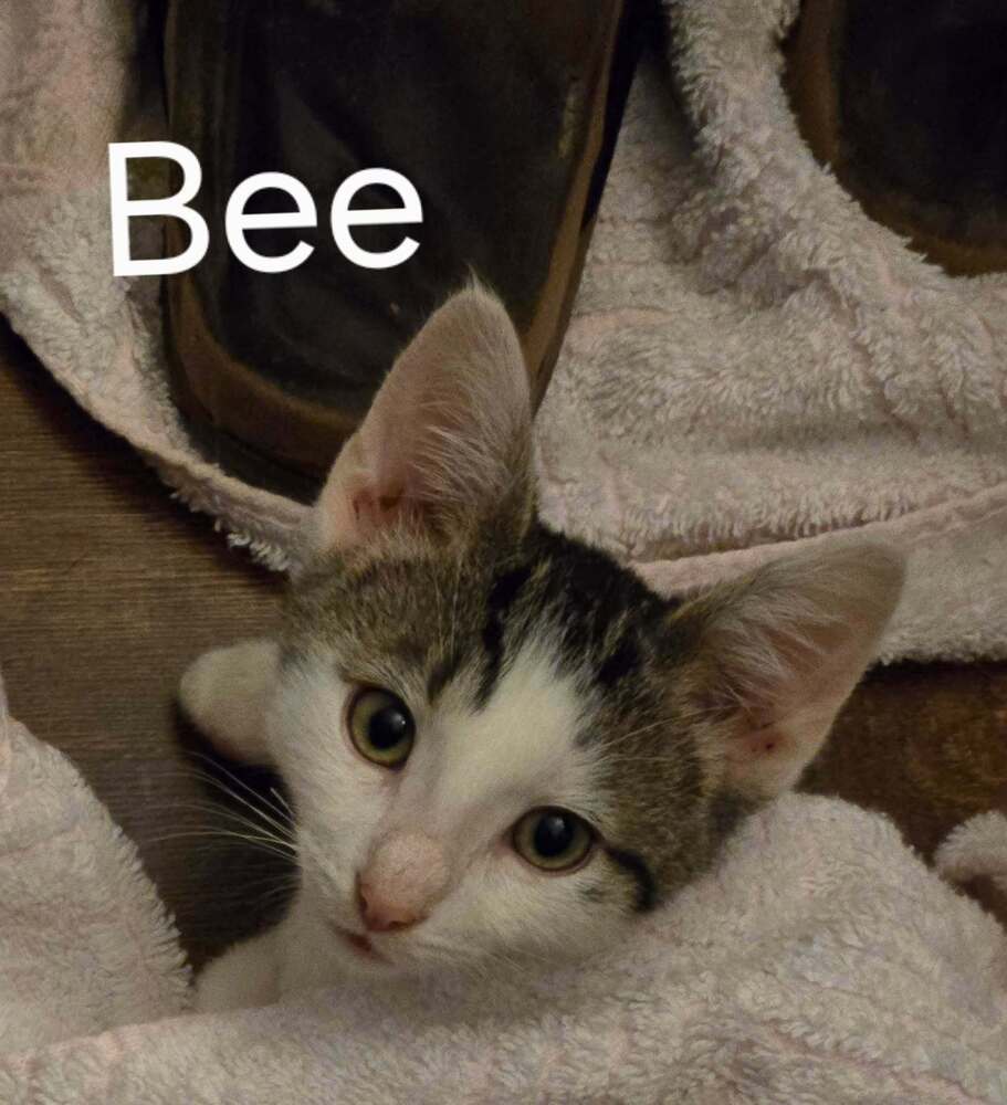 Bee, photo 3