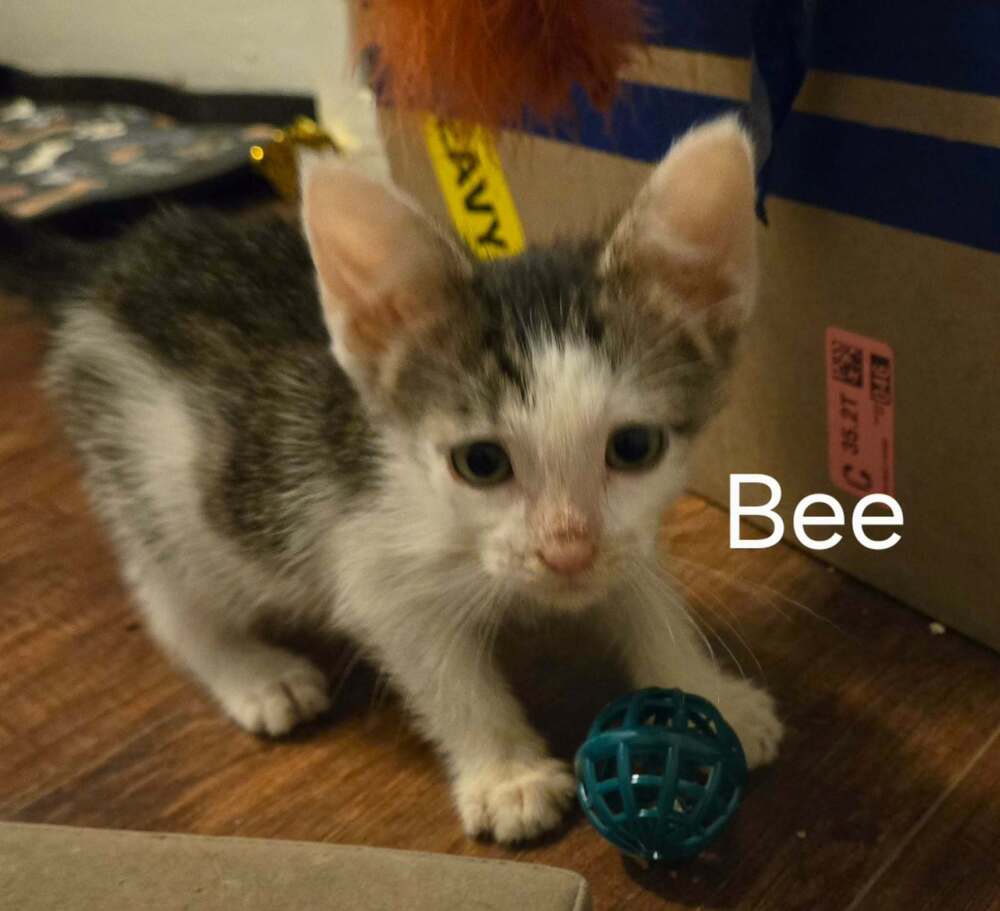 Bee, photo 4