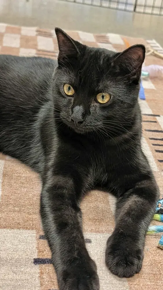 Wave - Domestic Short Hair