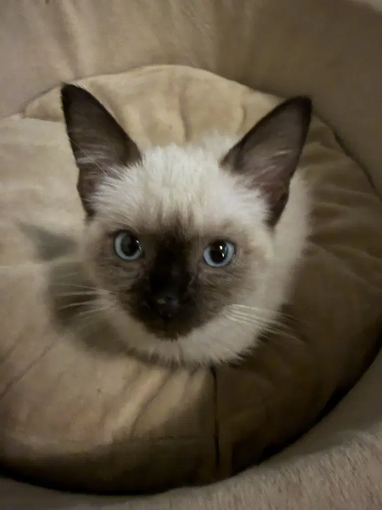 Meow image 4