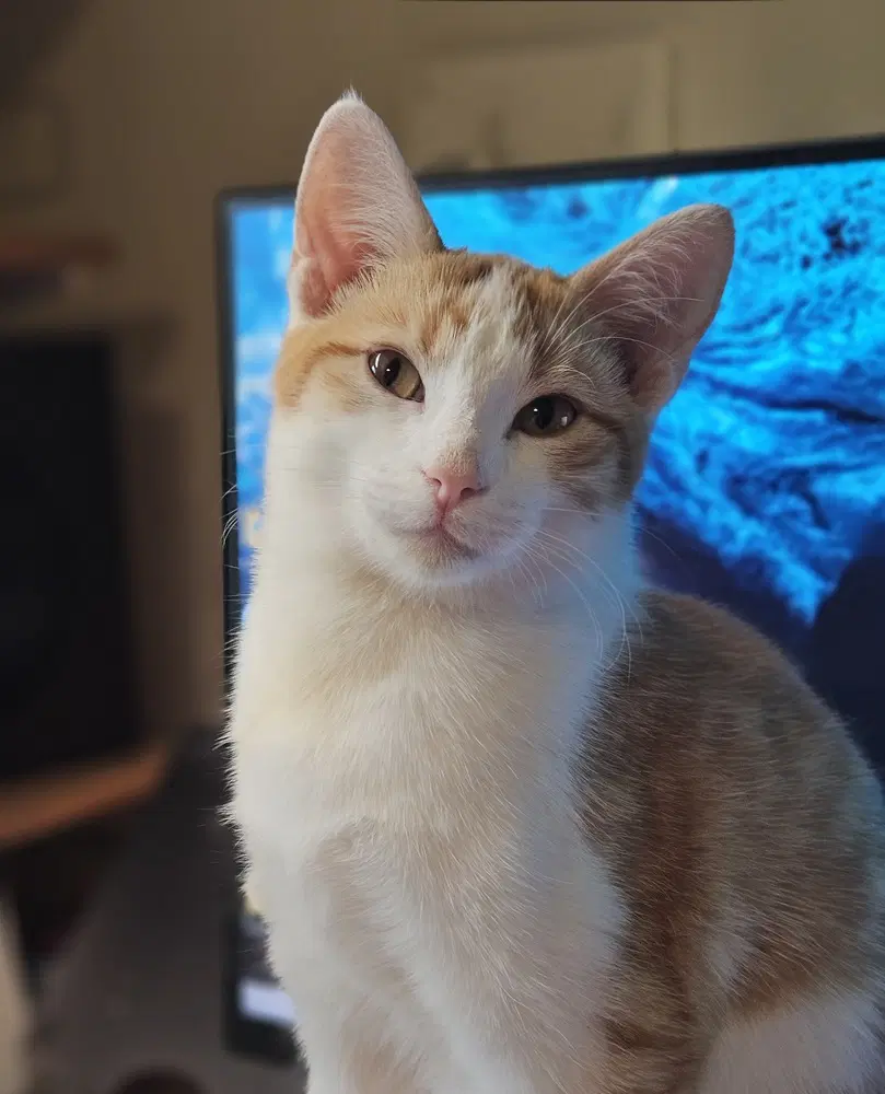 Jubjub - Domestic Short Hair
